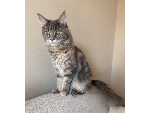 Dev maine coon dişi tortie renk