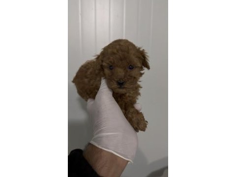 Erkek kore kan toy poodle gerçek kalite isteyene