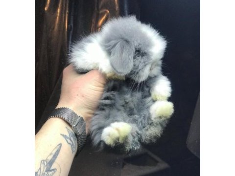 Teddy lop tavşanı sütten kesilenler