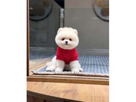Orjinal pomeranian yavrumuz maya