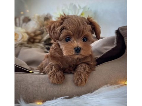 Teacup kore maltipoo yavrular 