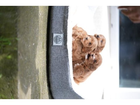 Poodle 35 günlük