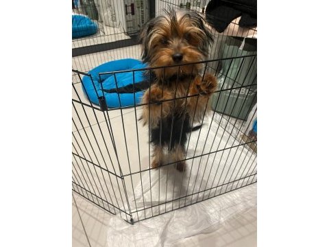 5 aylık yorkshire terrier erkek