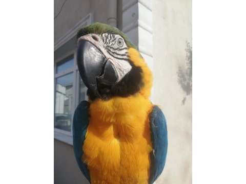 Sarı lacivert ara macaw var isteyen