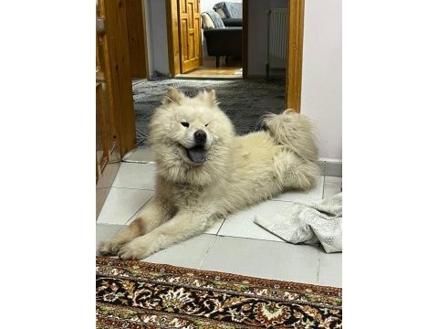 1 yaşında erkek çin aslanı