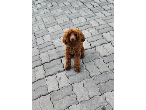 Sağlıklı toy poodle 9 aylık