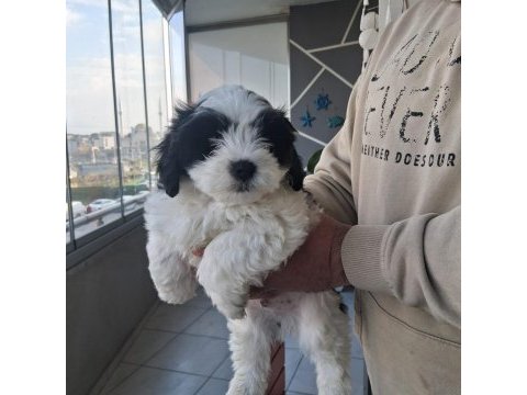 Morkie özel ırk yavrular