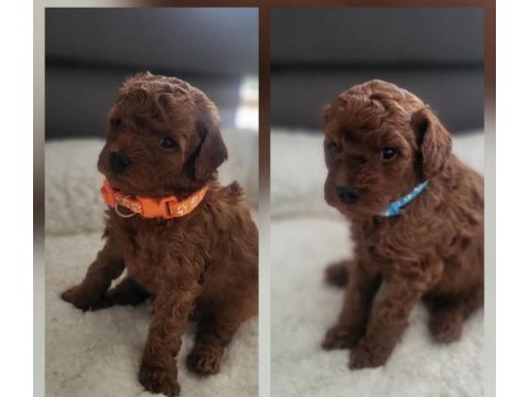 Aşılı pasaportlu mikro çipli toy poodle minikler