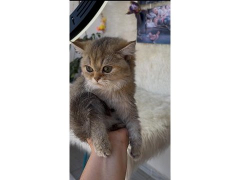 British shorthair golden yeşil göz dişi yavru