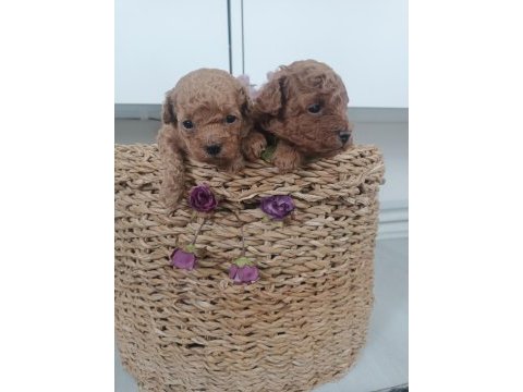 Ev ortamında poodle yavrularımız