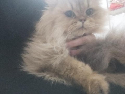 British longhair kedisi