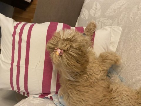 Acil sahiplendiriyorum 4 aylık maltipoo