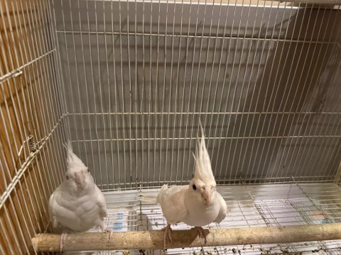 Albino sultan papağanı