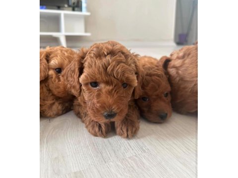 Red brown toy poodle yavrular
