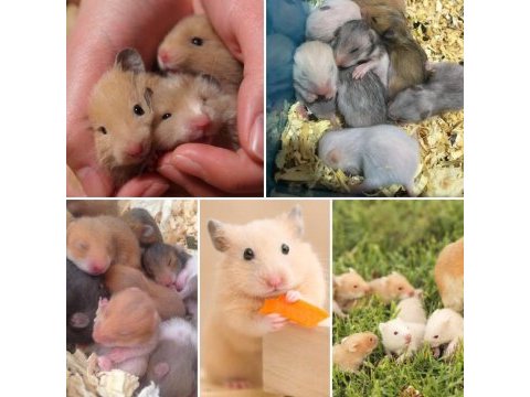 Çok tatlı minicik suriye hamster adana