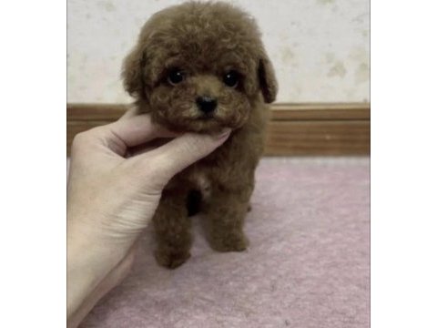 Toy poodle köpekleri