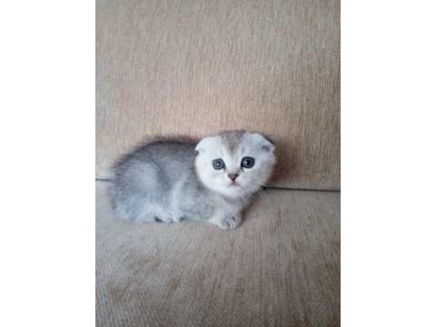 Scottish fold ve british yavrular