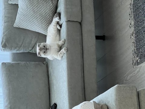 Scottish fold 1.5 yaşında