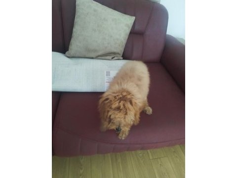 Aşıları yapılmış 3.5 aylık poodle