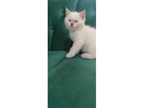 Sahibinden british shorthair 55 günlük