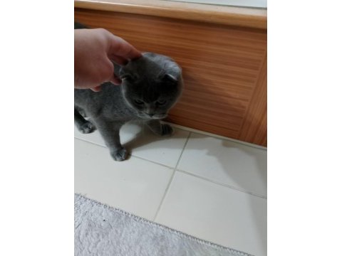 Ücretli 8 aylık kedimiz sahiplendirilecek