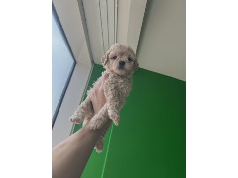 Peluş görünümlü a kalite maltipoo