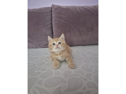 Ücretsiz erkek british shorthair