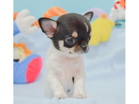 Bardak boy chihuahua yavrular sizlerle