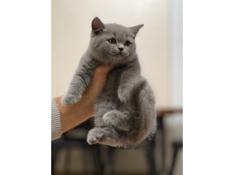 Özel renk lilac british shorthair yavrum