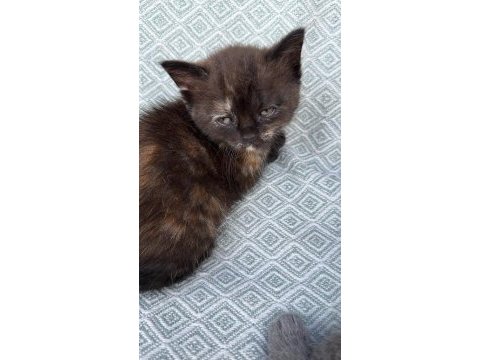 Sahiplendirme british shorthair