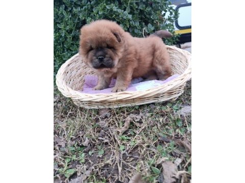 Mükemmel kalitede ayı surat chow chow (çin aslanı)