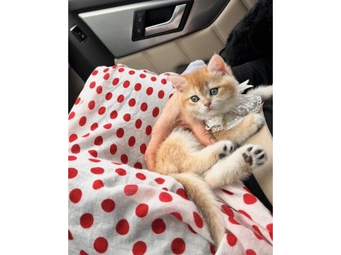 Saf kan golden british shorthair (şecereli)