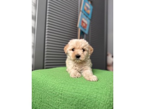 Güzeller güzeli maltipoo