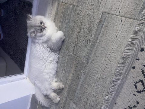 British longhair kedimiz yeni sahip arıyor