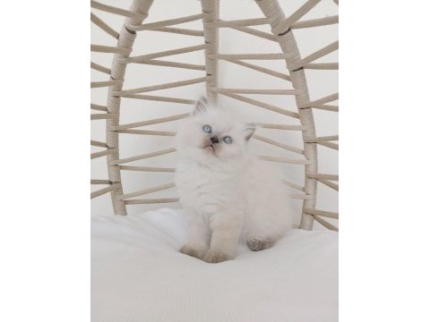 Safkan eşsiz güzellikte british longhair yavrularım