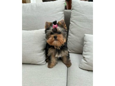 Evinizin akıllı yorkshire terrier şekeri