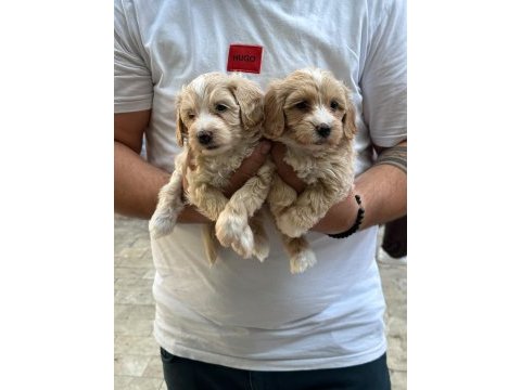 A kalite sağlıklı orjinal maltipoo