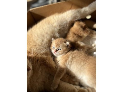 Golden ny12 erkek british shorthair