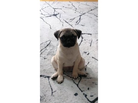Pug mops 55 - 65 günlük erkek - dişi yavrular