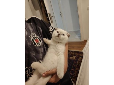 Scottish fold kedimize yuva aranıyor