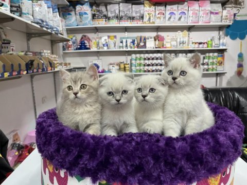 Nadir renk mavi gözlü lynx point british shorthair