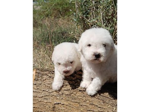 Özel ırk nadir güzellik uygun bütçe bichon frise