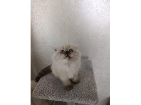 2 aylık kuru mamaya geçmiş scottish fold
