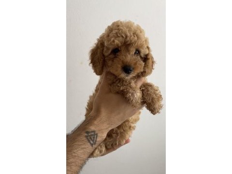Tuvalet eğitimli toy poodle yavrularım - her renkten