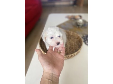 Xs sıfır numara maltese terrier büyümeyen