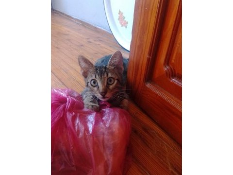 Acil sahiplendirme kedilerimiz