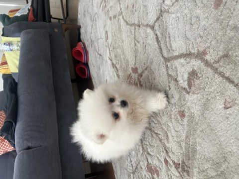 3 aylık pomeranian boo