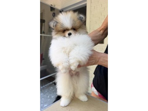 Muhteşem ayıcık tipinde pomeranian erkek yavrumuz