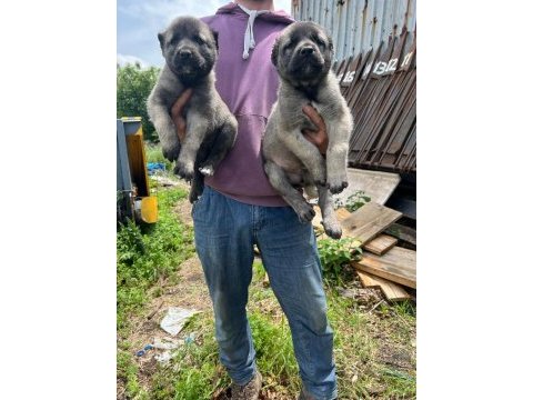 Safkan kangal