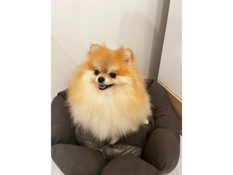 Erkek dişi pomeranian boo yavrular